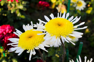 Chrysanthemums grows in the garden