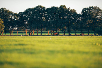 Horses standing on farmland. Geesteren. Achterhoek. Gelderland.