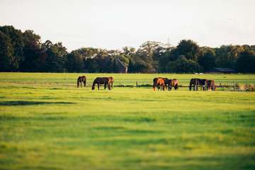 Group of horses grazing on farmland. Geesteren. Achterhoek. Geld