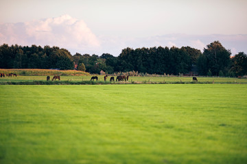 Fototapeta premium Grazing horses on farmland. Geesteren. Achterhoek. Gelderland. T