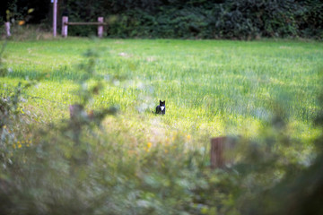 Domestic black cat sitting in high grass. Geesteren. Achterhoek.