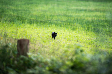 Black cat walking in field. Geesteren. Achterhoek. Gelderland. T