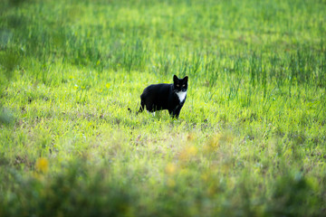Black cat walking in field. Geesteren. Achterhoek. Gelderland. T