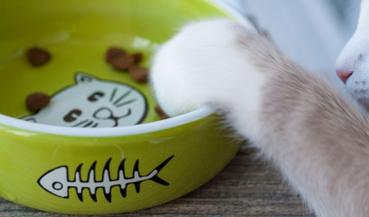 Dry cat food in a green porcelain bowl on a gray wooden floor