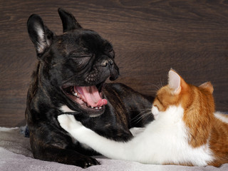 Small white-and-red cat embraces a large black dog's face. The dog yawns widely