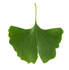 Ginkgo biloba leaf isolated on white background. Leaf from Ginkgophyta, also called maidenhair tree, used in medicine. Macro photo close up from above.