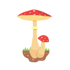 Amanita poisonous mushroom, isolated vector amanita on white background.