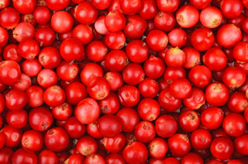 Lingonberry (Vaccinium vitis-idaea)