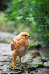 little brown the chicken on the farm. shallow depth of field