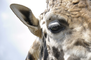 Detail of the head of a giraffe with a cloudy sky in the background