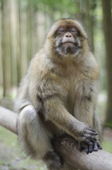 Barbary macaque in wildleif, Germany, Affenberg