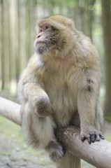 Naklejka na ściany i meble Barbary macaque in wildleif, Germany, Affenberg