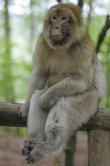 Barbary macaque in wildleif, Germany, Affenberg