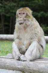 Barbary macaque in wildleif, Germany, Affenberg