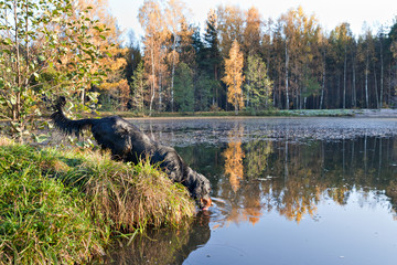 Gordon Setter drinks water from lake