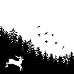 fir trees and pines
