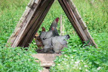 Hühner im Haus - Hühnerhaus