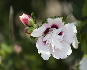 hibiscus  in the garden