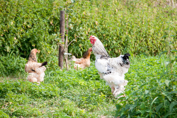 Hühner im Garten