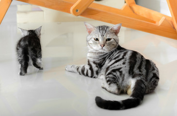 Cute American shorthair cat kitten with copy space