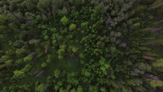 Aerial shoot of the forest. Camera moving forward to the ground