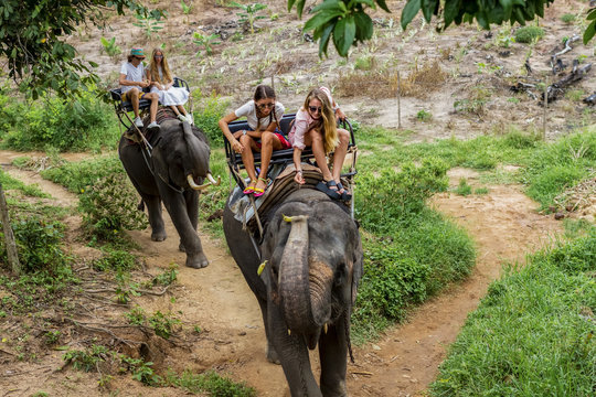 Young tourists go elephant trekking in the jungle
