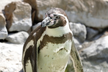 pinguin