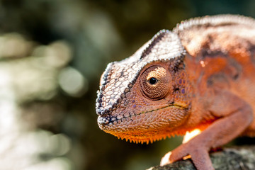 Caméléon Panthère
Caméléon Panthère à l'île de la Réunion.