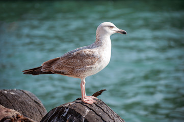 Seagulls sitting on the tires in the port