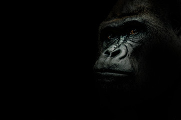 Portrait d& 39 un gorille isolé sur noir