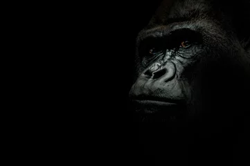 Fototapete Affe Porträt eines Gorillas isoliert auf schwarz
