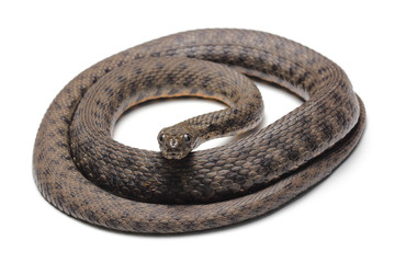 Naklejka premium Dice snake (Natrix tessellata) isolated on white