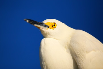 Portrait of Snowy egret