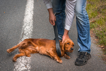 Man holds a leather belt in hand and he wants to hit the dog