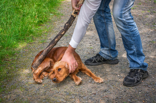 Man holds a stick in hand and he wants to hit the dog