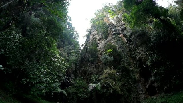 Tropical forest in the mountains