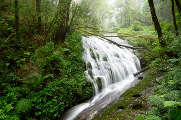 Fototapeta na wymiar Deep forest Waterfall in Kew Mae Pan, Larn Sadej waterfall in hill evergreen forest of Doi Inthanon national park, Chom Thong, Chiang Mai, North of Thailand 
