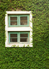 A white window with mosquito wire screen in a stone house surrounded by the leaves of the climbing plant Ivy, which also covers the walls.