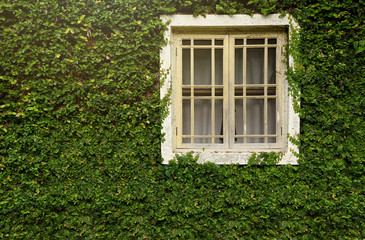 Fototapeta na wymiar A white window with mosquito wire screen in a stone house surrounded by the leaves of the climbing plant Ivy, which also covers the walls. Copy space.