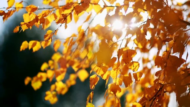 Sun shining through yellow leaves. Golden autumn.