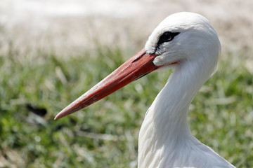 white stork