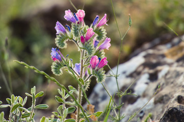 Echium judaeum flower by a rock.