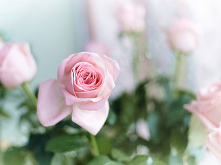 Beautiful pink roses