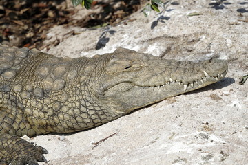 alligator