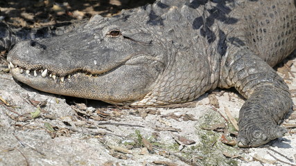 alligator