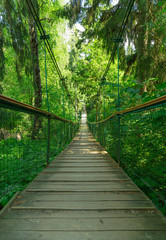 Obraz premium Suspension bridge ferriage in the woods