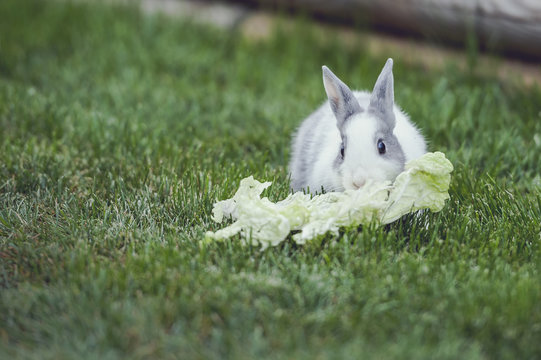 78 Best Lapin Belier Images Stock Photos Vectors Adobe Stock