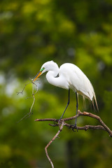 Great Egret (Ardea alba)