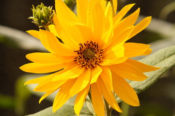 Blume in der Sonne
