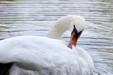 white swan on the lake